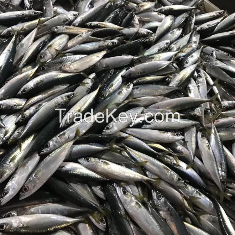 Fresh Frozen Mackerel Fish 200-300g