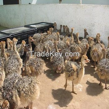 Healthy Vaccinated Ostrich Chicks/ 2-6 Months Ostrich Chicks Available