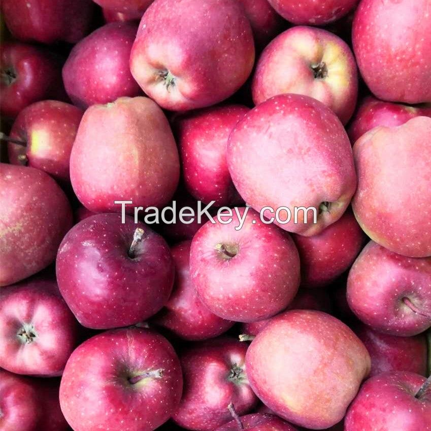 delicious South African good quality fresh red star apples