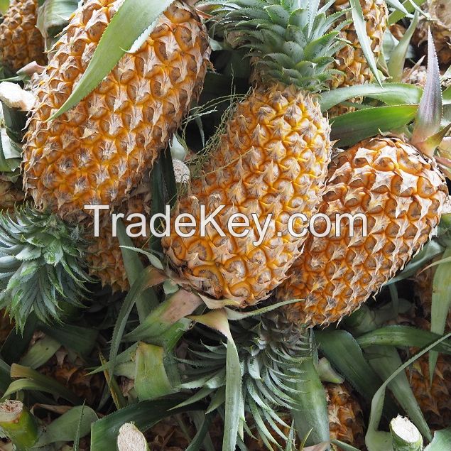 Fresg Trat golden pineapple