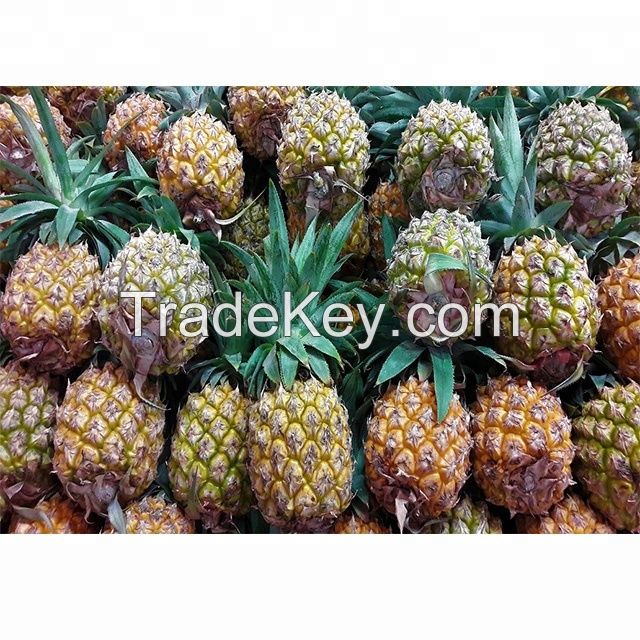 Wholesale Fresh Pineapple / Pineapple Fruit Price / Bulk Fresh Fruit Pineapple