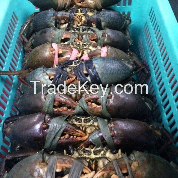 Fresh Live Mud Crab For Sale In 2018