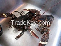 live candian lobster