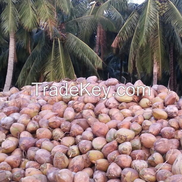 Matured Fresh Semi Husked Coconuts