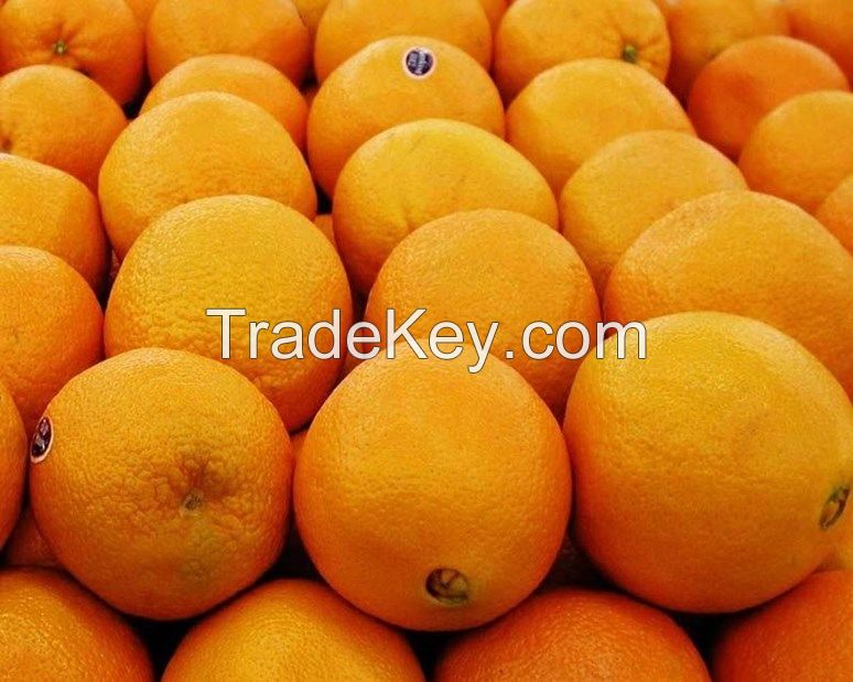 Fresh Navel Oranges from South Africa