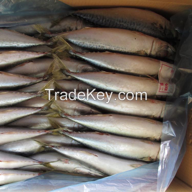 water-cooled pacific mackerel (Scomber Scombrus)