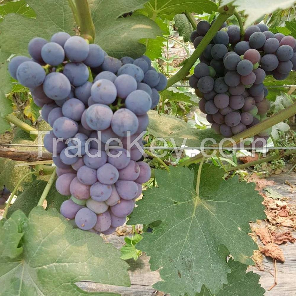 Best quality Fresh Organic Grapes