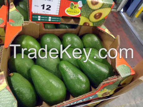 Premium Quality Fresh Fuerte/Hass Avocados for sale