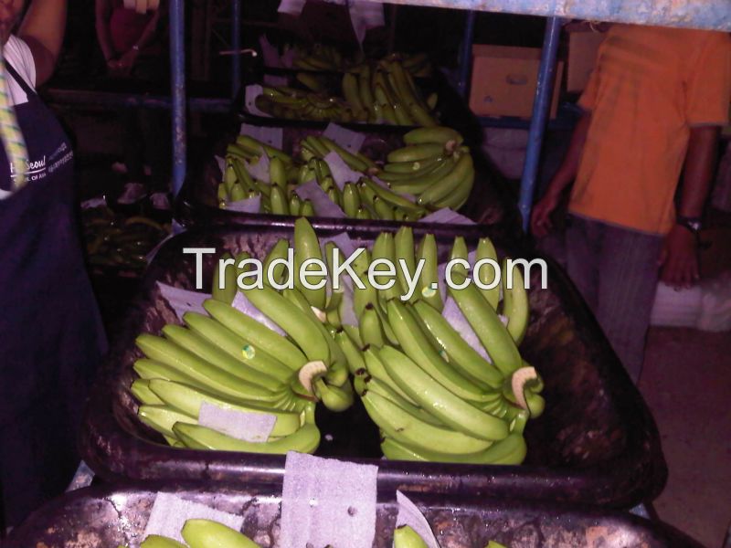 fresh cavendish banana