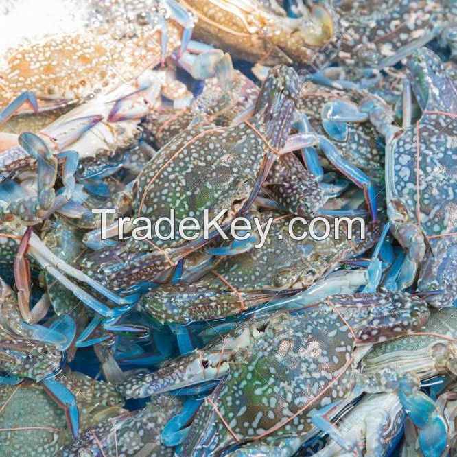 Fresh Seafood Blue Swimming Crab Whole Round