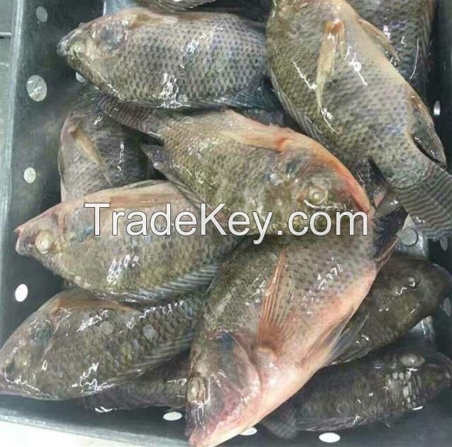 Hot Sell Frozen Tilapia Fish