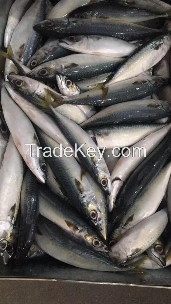 IQF 100-150g whole round fresh frozen seafood mackerel fish
