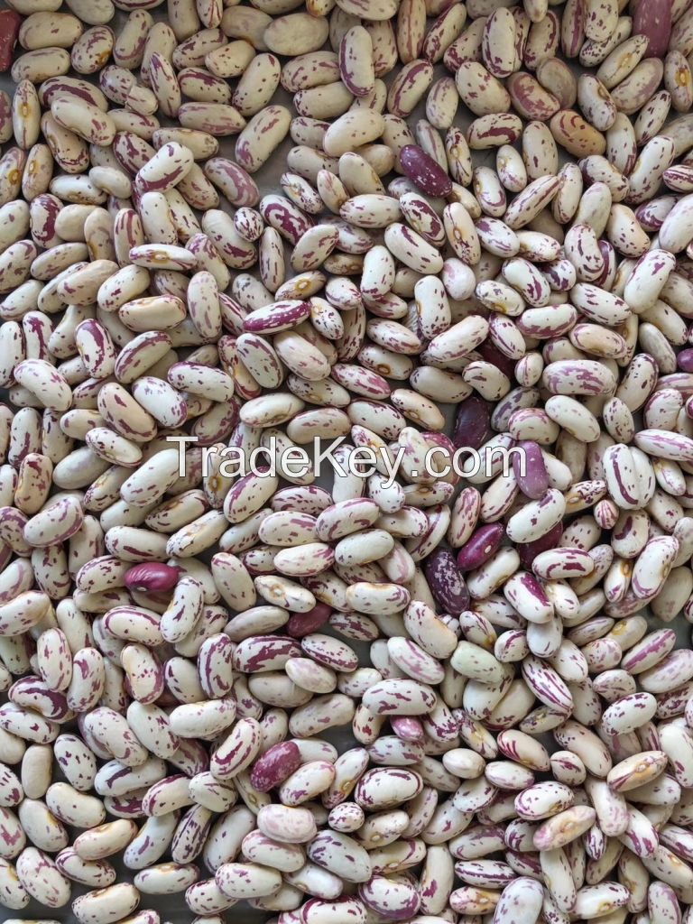 Direct supply light speckled kidney beans long shape for sale
