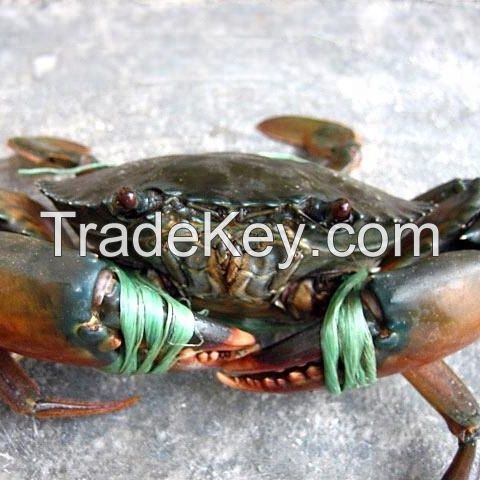 Fresh Live Mud Crab For Sale In South Africa