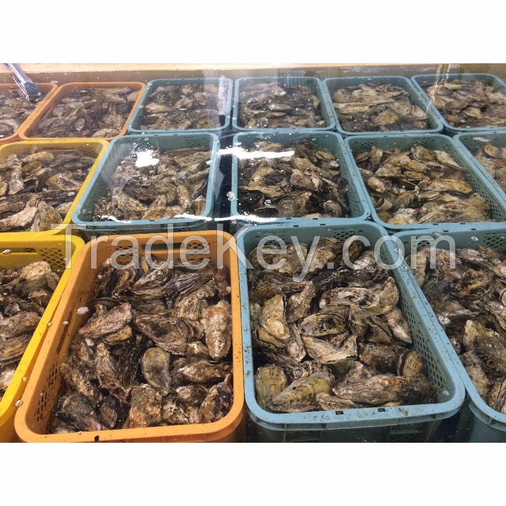 1 Year Live Wholesale Fresh Oyster Price with Big Size and Sweet Taste