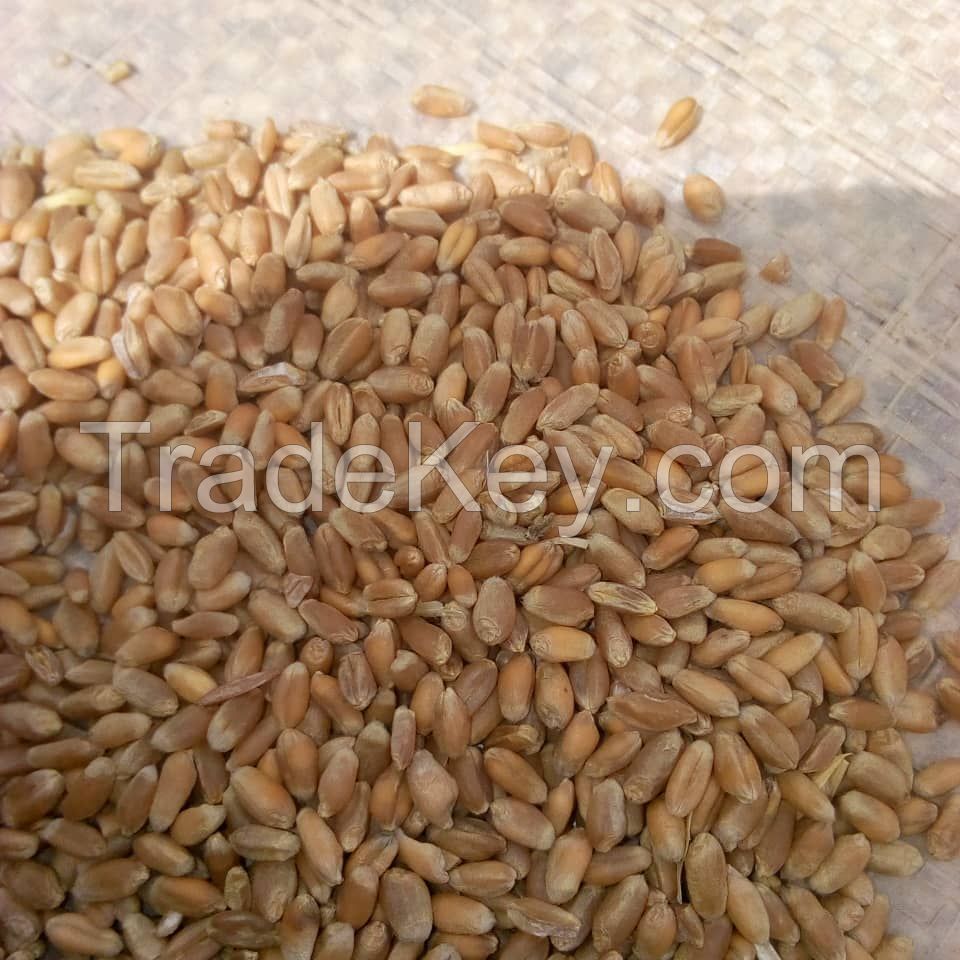 Grains, Wheat