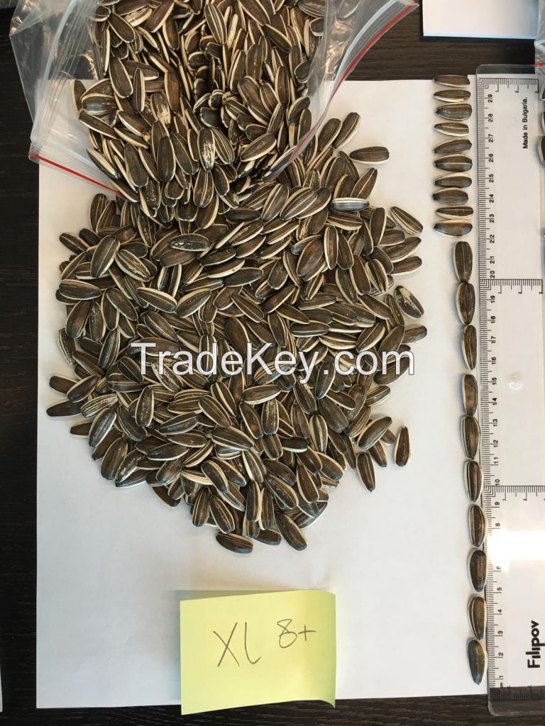 Striped sunflower seeds Jaguar XL size 8+ for sale, Bulgarian origin, Top Quality