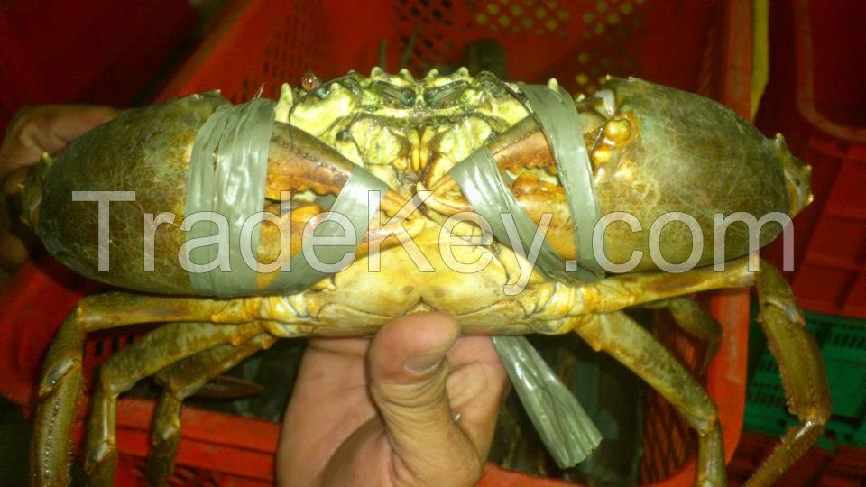 Sell Live and Frozen Mud Crabs