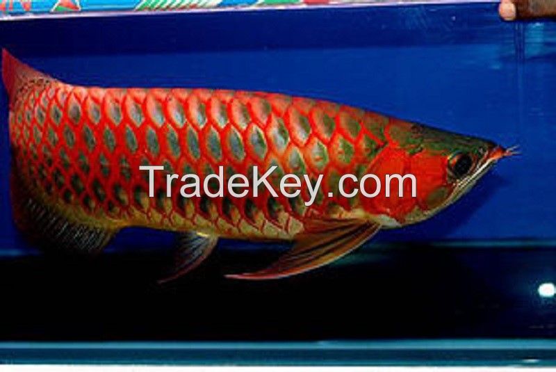 Arowana