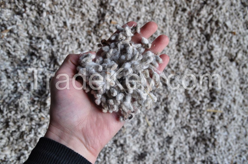 100% Pure Cotton Seeds