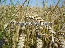 Wheat Bran