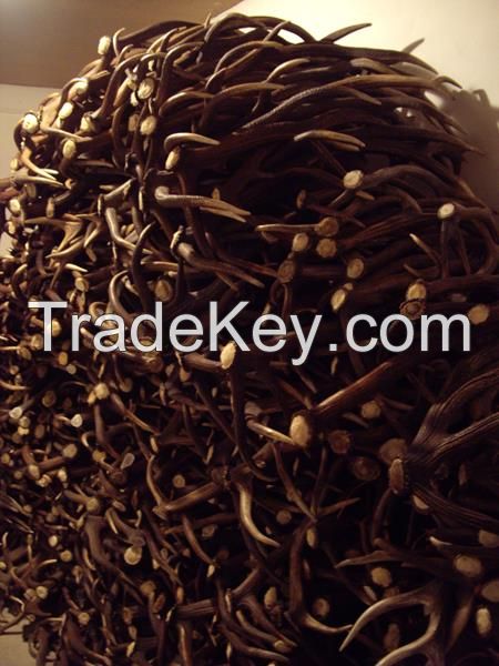 Hard deer antlers very good quality