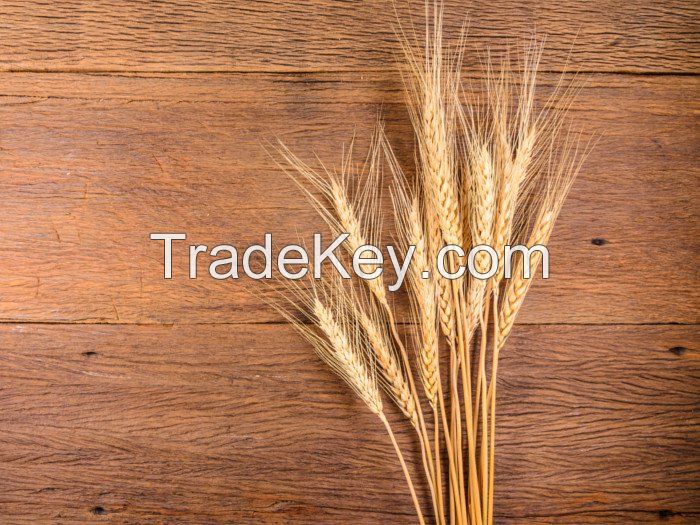 Premium Grade Barley Seeds