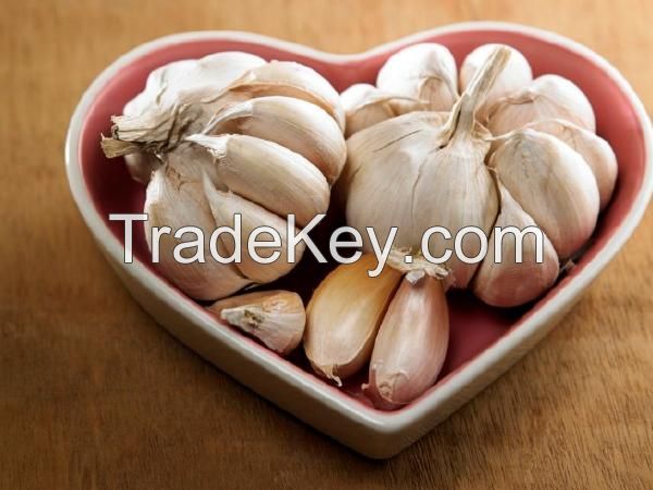 Grade A Fresh Garlic With Different Package High Class Garlic