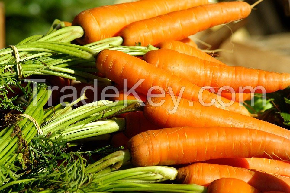 High Quality Fresh Carrots
