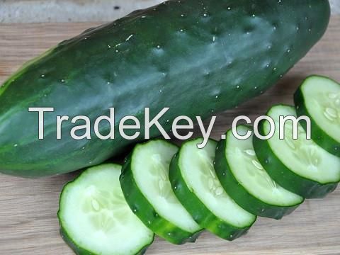 Fresh Cucumber For Sale