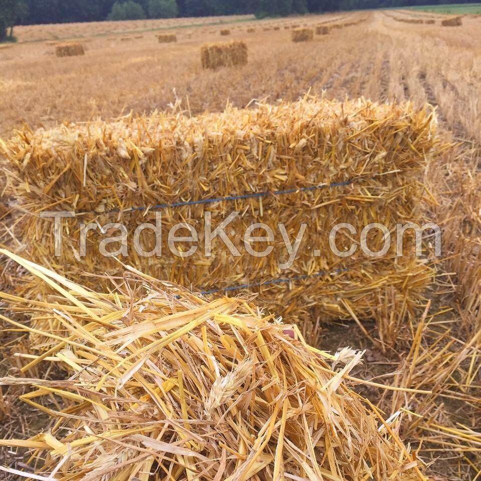 High quality wheat or barley straws, baled hay, agrifibre pulp from Canada