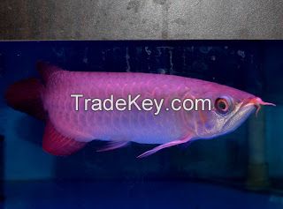 Super quality arowana ffishes and freshwater stingrays available on sale now