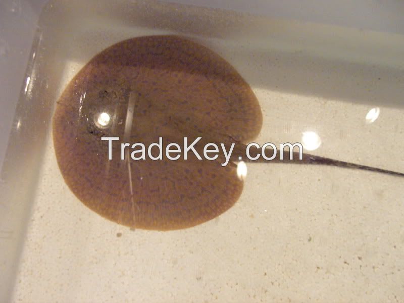 Super quality arowana fishes and black diamond stingrays for sale