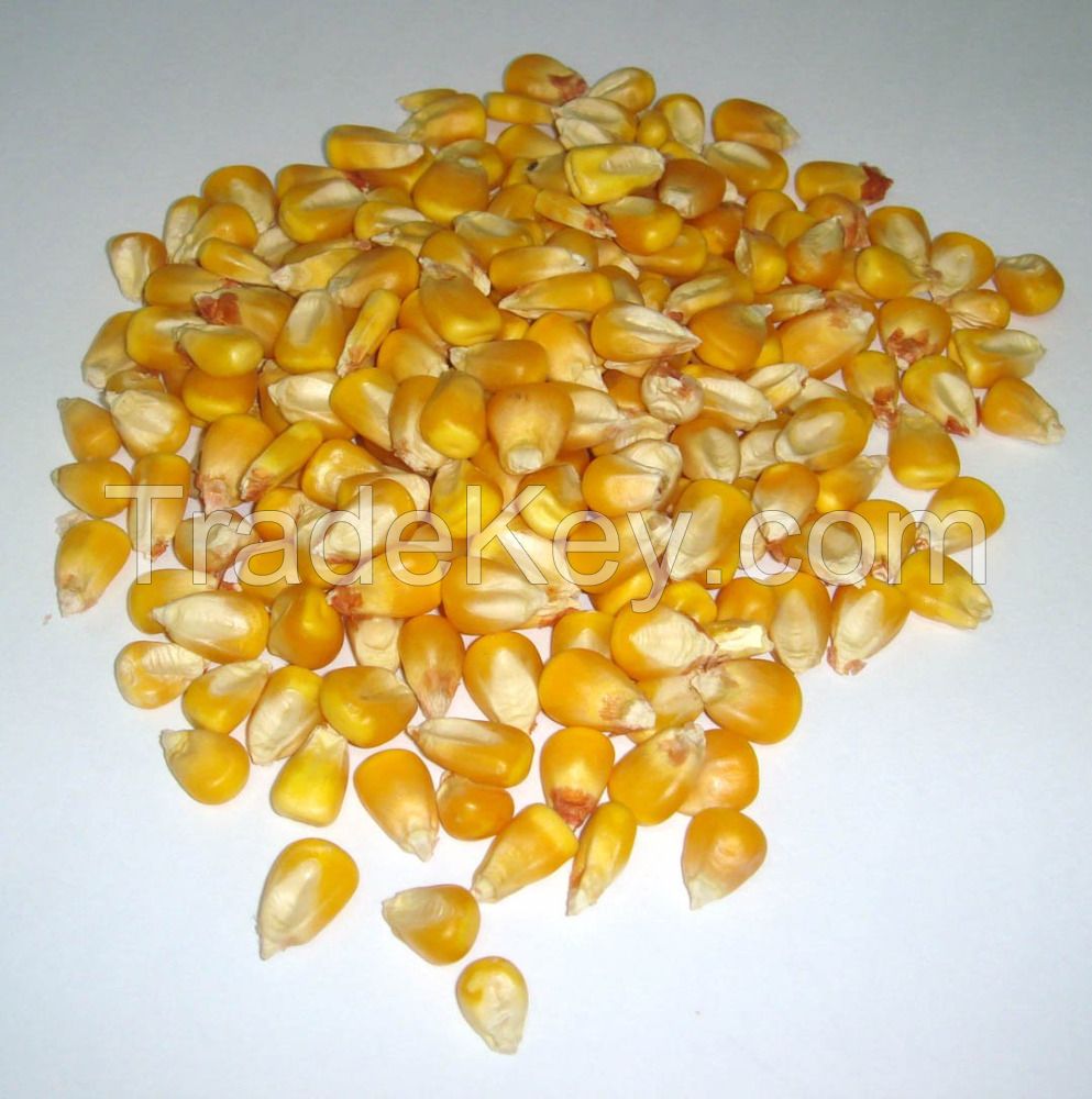 NON-GMO organic Yellow Corn