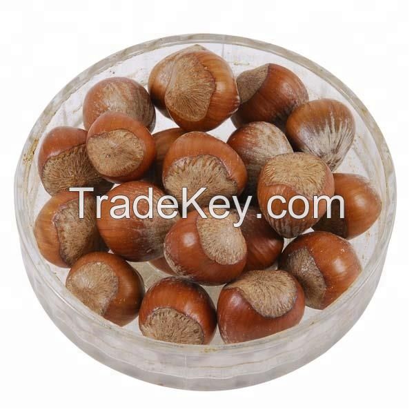 Best Quality Dried Hazel Nuts