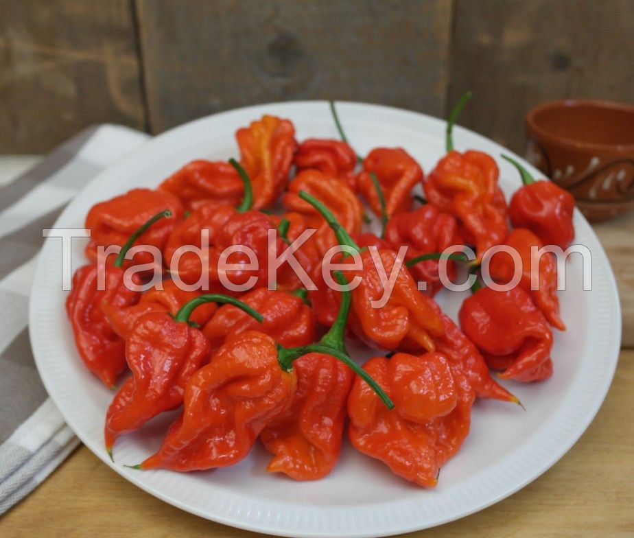 Best Quality Scorpion Peppers