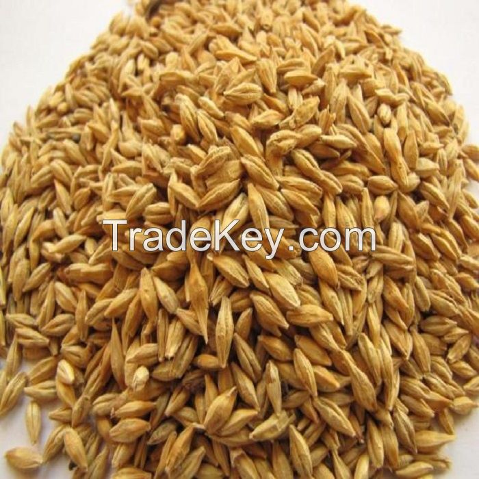 High Quality Organic Barley Seeds