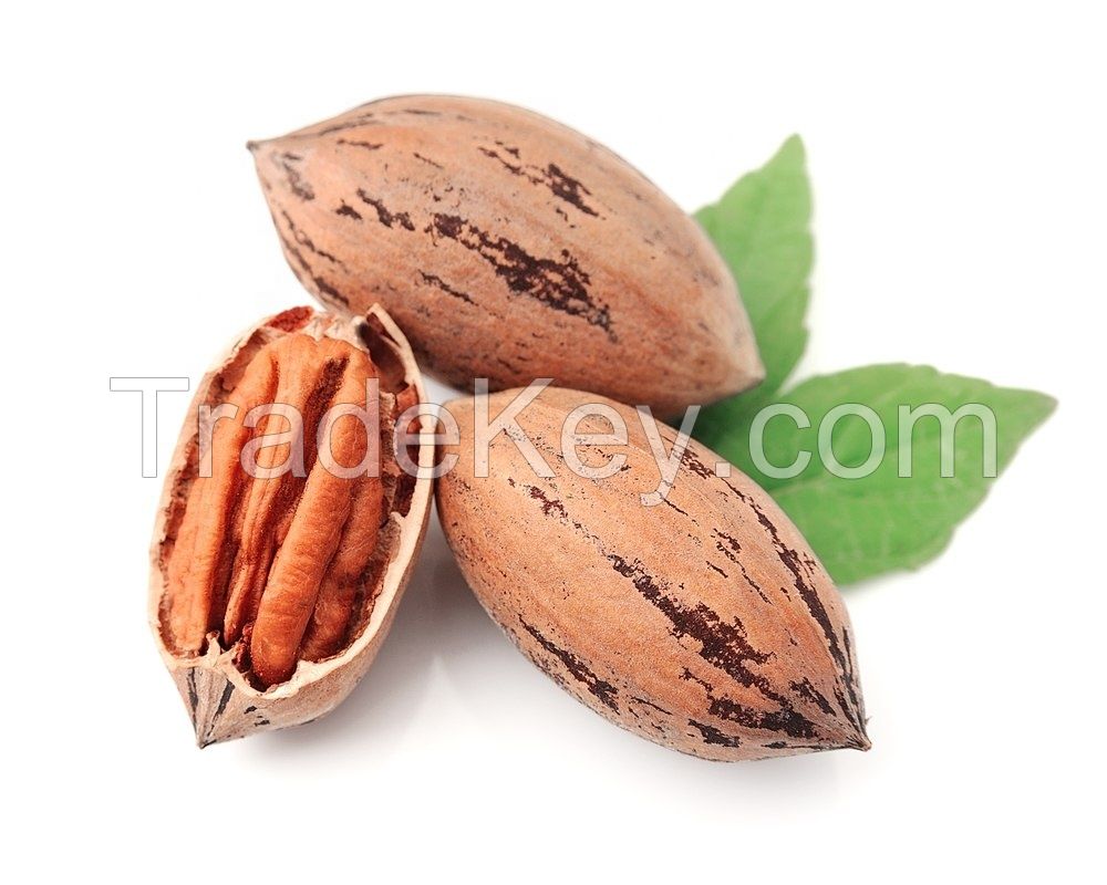 Grade A Premium Quality Pecan Nuts for Sale