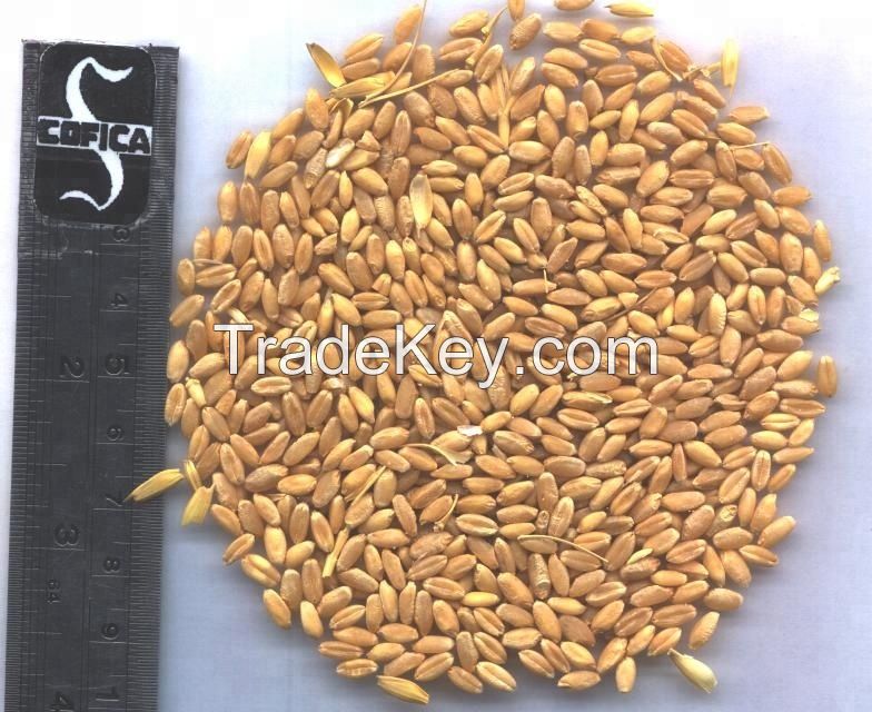 Bulk Millet Grain for Annimal Feed