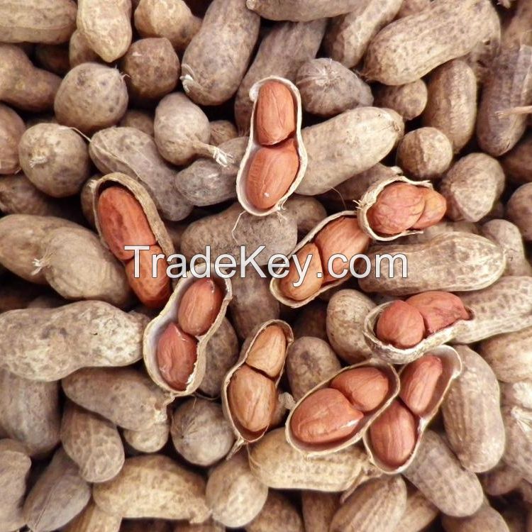 Quality Raw Organic Ground Nuts