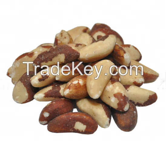 High Quality Brazil Nut With Best Price