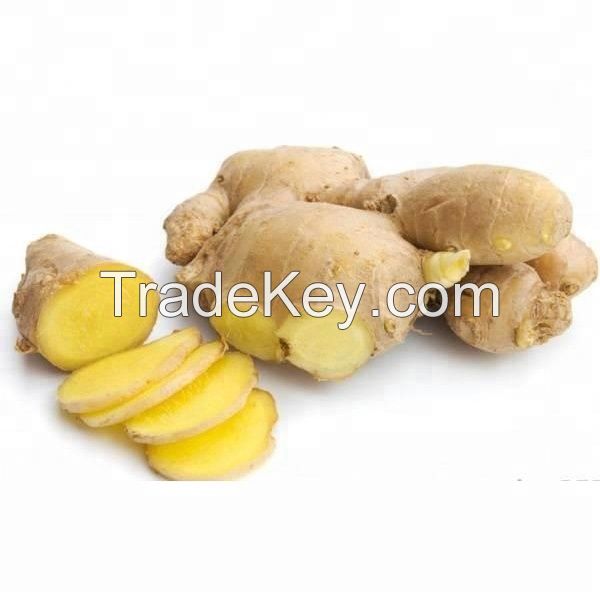 Wholesale Fresh Ginger /  Ginger Root