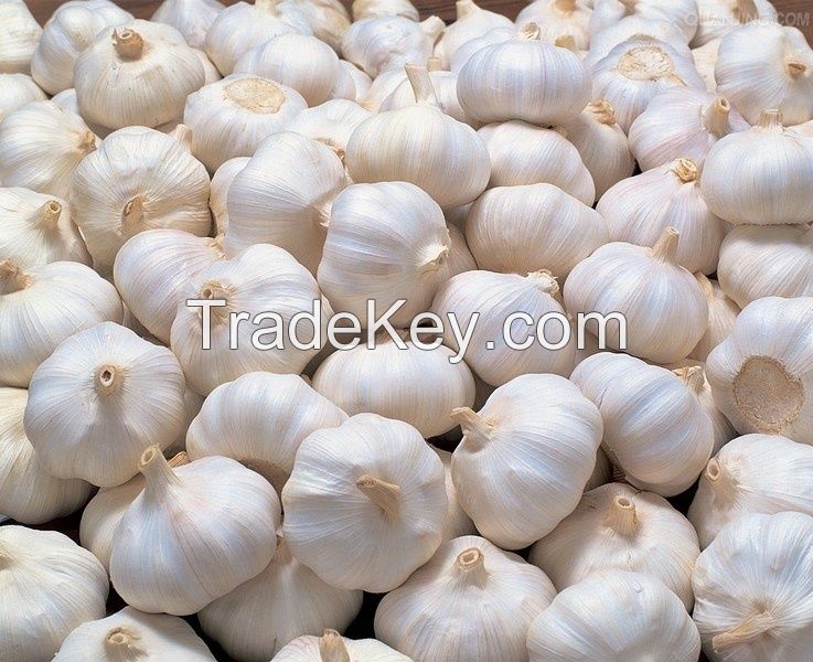 Dried Garlic / Fresh Garlic