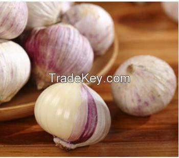 Fresh Pure Garlic with high quality