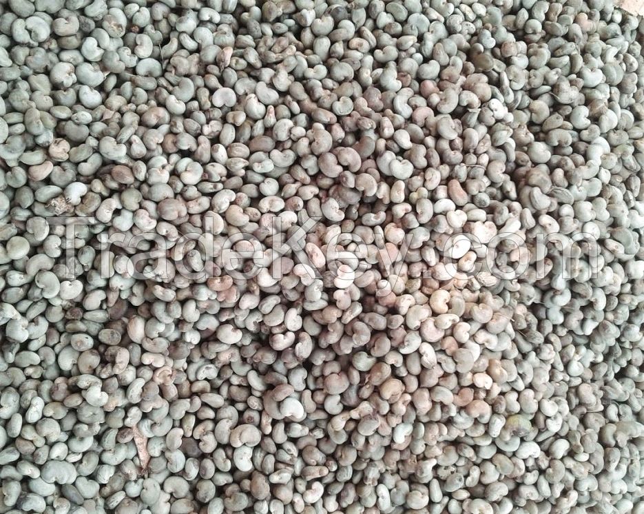 High Quality Raw Cahew Nuts