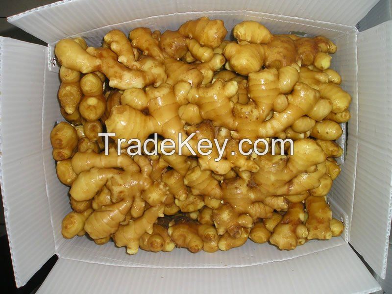 Best Price fresh fat ginger good for sale