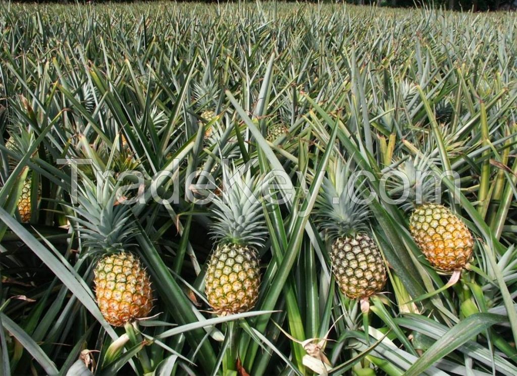 FRESH PINEAPPLES AVAILABLE FOR SALE