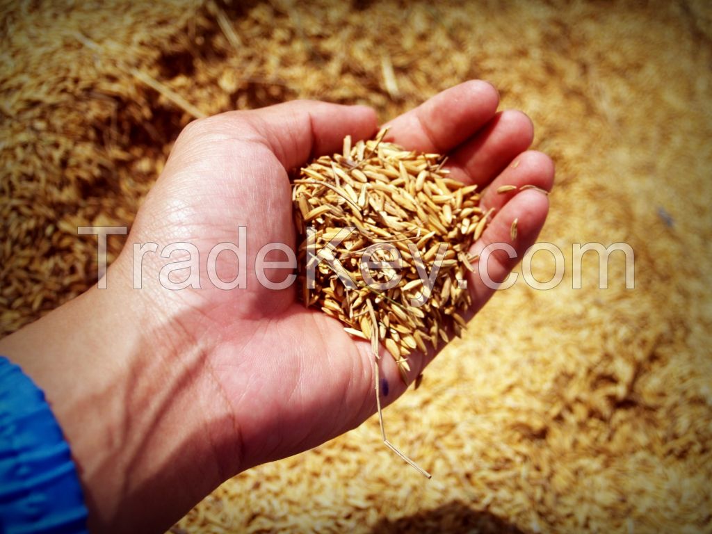 High Quality Wheat Grain ( Various types; Hard Red Winter, Durum, Soft White etc)