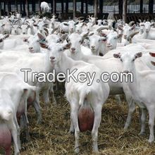 Full Grown Pregnant Live Saanen Goats for sale