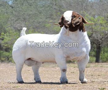 Full Blood Boer Goats/Livestock Full Blood Boer Goats for sales